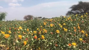 Seeds of Prosperity Project, promoting Safflower growing in Zambia.. | Hon. Given Katuta Mwelwa