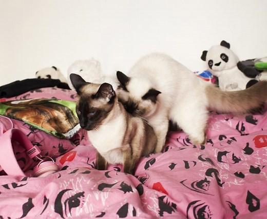 Cat Breeding & Mating Overview & Guidelines | LoveToKnow Pets