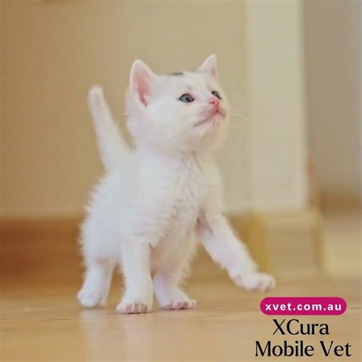 Health check, vaccination, and microchipping by XCura mobile vet in Perth