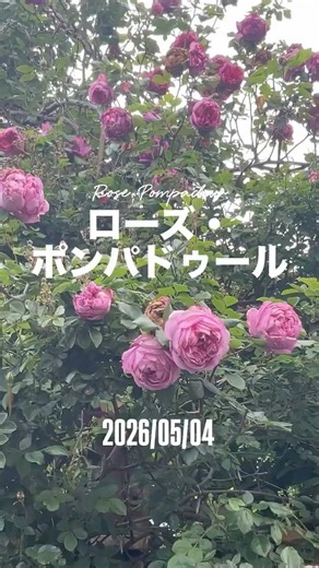 Rose Pompadour ⠀⠀May 4, 2026. A shrub rose from Delbard. A French rose.