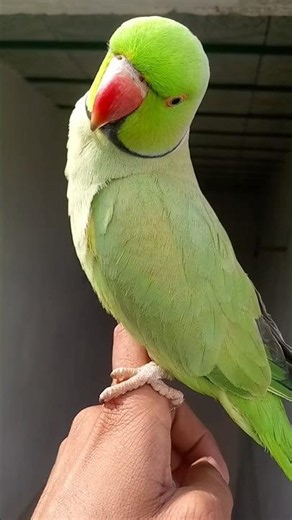 #greenparrot #cuteparrot #ringneckparrot