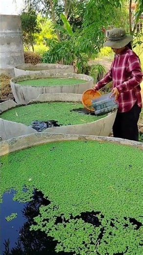 Duckweed is easy to grow, grows quickly, and has many benefits. #duckweed