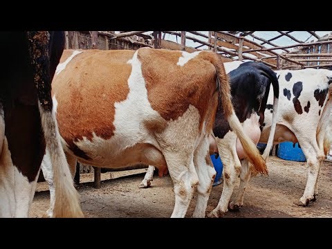 Stop Blaming Feeds. The Hidden Reason Your Cows Produce Less Milk. Expensive Dairy Secrets