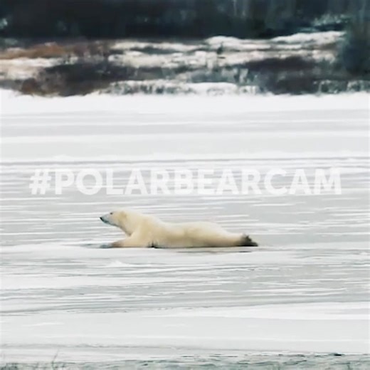 Testing the ice. | explore.org