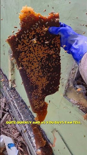 Saving a Giant Honey Bee Colony From a House Wall | #bees #nature #shorts