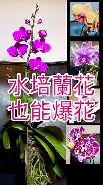誰說蘭花水培不開花？￼花色燦爛、花量數多！ #水培蝴蝶蘭 #蝴蝶蘭 #蘭花 #蝴蝶蘭水培 #蝴蝶兰 #兰花 #水培蝴蝶兰 #蘭花水培 #兰花水培 #水培蘭花開花 #水培蘭花 #水培蝴蝶蘭 #￼蝴蝶蘭