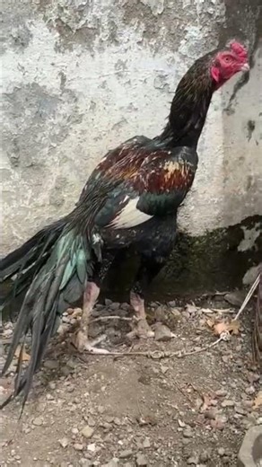 java lakha fighter rooster egss sell india #aseel #rooster #parrotbeak
