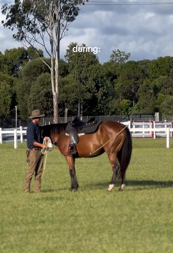 Horse Solutions: Amazing Transformation with Monty