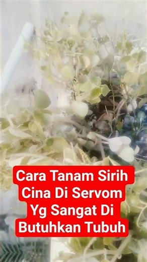 Tanam Sirih Cina Di Media Servom Tanaman Herbal Yg Sangat Di Butuhkan Tubuh, Lambung #Herbal #farm