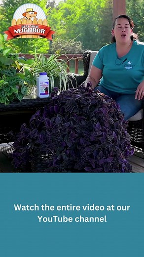 72 reactions · 13 shares | One of the best ways to prepare your house plants to bring them back inside your home. Using a systemic insecticide is a critical step that you will want to use to protect your house plants before bringing them in. Be sure to Like & Subscribe. Bonide Systemic Insecticide: https://amzn.to/3Q5zRjI Watch the entire video here: https://www.youtube.com/watch?v=piAz4XW7-zI&t=1s | Sharkey's Greenhouses | Facebook