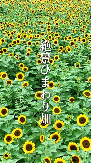 ＼今だけ見られる4万本のひまわり🌻／ 東京ドイツ村のひまわりが見頃を迎えています！ 今年のひまわりは、背丈が高い「サンリッチオレンジ」🌻 実はこのひまわり畑、 眺めるだけじゃなく中に入って楽しめる「ひまわり迷路」に なっているんです！ 背丈の高いひまわりに囲まれるから、 まるでひまわりの中に埋もれたような夏らしい写真も📸✨ さらに近くには、 透明なボール越しにひまわりを撮影できる 「ひまわりのクリアボール」も登場！ 🌻約4万株のひまわり 🌻ひまわり迷路 🌻クリアボールで写真撮影 夏の終わりのお出かけにもおすすめです！ この景色を楽しめるのは今だけ。 夏の思い出を残しに、ぜひ遊びに来てください🌻 📍東京ドイツ村／パークガーデン 開花状況もSNSで発信していくので、 保存＆フォローして最新情報をチェック！ #東京ドイツ村 #ひまわり #ひまわり畑 #千葉観光 #千葉おでかけ