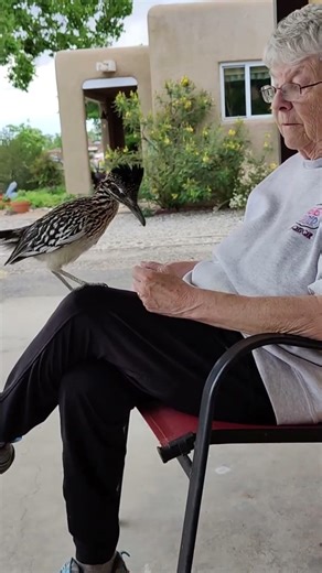 Road Runner toh sabka Baap nikla 🤣 #ytshorts #facts #roadrunners