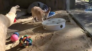 5.1K views · 215 reactions | Bella the Fennec fox enjoyed learning how to get snacks out of this enrichment item! She's a smartie and a cutie. Come see Bella and other animal friends at the zoo today! | Metro Richmond Zoo | Facebook
