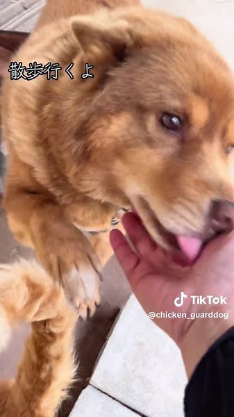 散歩行くよ〜 #雑種犬 #野良猫