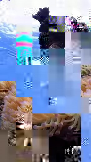 Wobbegong sharks are believed to take their name from an Australian Aboriginal language, meaning shaggy beard, and yo #viral #reels #reelsvideo #reelsfb #fb #fyp #foryoupage #foryou | OceanLife