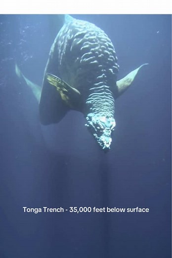 Tonga Trench - 35,000 feet below surface #terrifying #creepy #weird #creature #caughtonvideo #caughtoncamera #ocean #gopro #scary