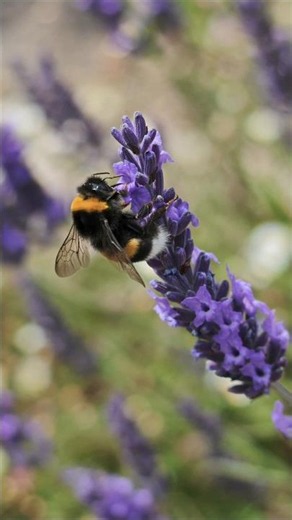 ​Bee Busy! 🐝