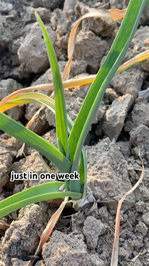 Garlic Farming Methods for High Yield | Simple Tips for Better Output 🌱 #vegetablegrowing