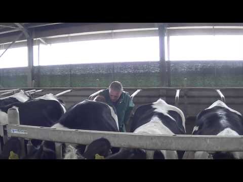 Kunstmatige inseminatie bij koeien