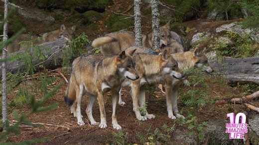 Wild wolves stay alert while exploring woodland territory