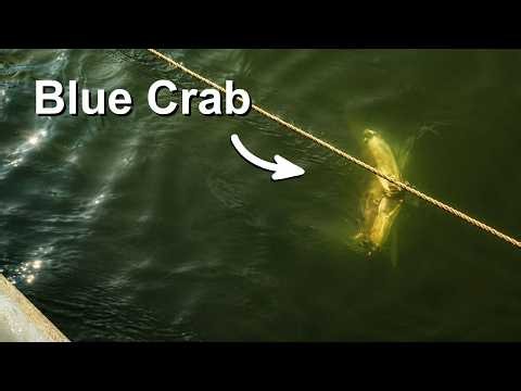 Year's First Crab Feast — Catch & Cook