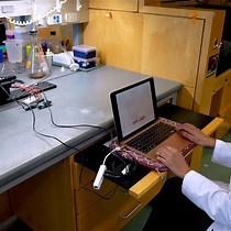 Quantifying Stentor Habituation via Mechanica - JoVE Journal