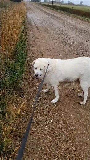 Buddy's Final Time Checking the Corn Field in South Dakota!#buddydog #cornfield #southdakota #shorts