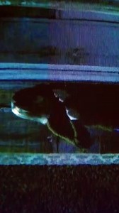 How to be an Audio Engineer!!  iDreamCareer