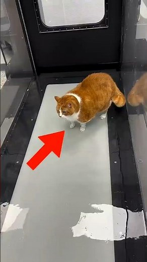 How Overweight Cats Safely Lose Weight 🐱💧