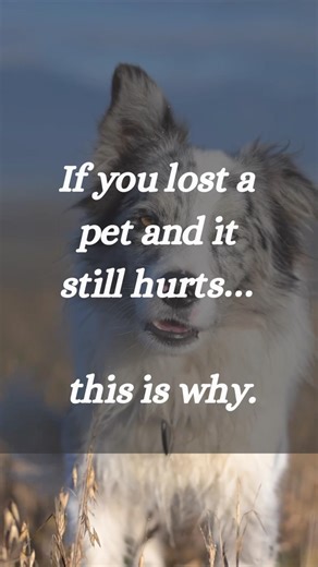 If You Lost a Pet and It Still Hurts… This is Why