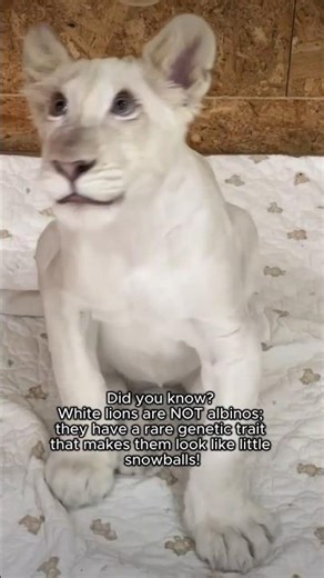 Introducing Luca: The Rarest Baby White Lion from Korea! 🦁❄️ So Fluffy!