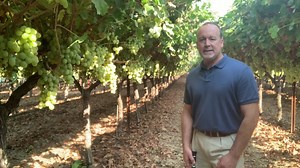 38K views · 441 reactions | Have you ever wondered how growers know when green grapes are ready to harvest? Watch this quick video as Ross shares one method from a California table grape vineyard about to be harvested. | Grapes From California | Facebook