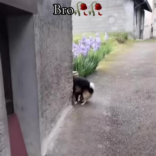 Cross Breeding Memes: A Humorous Take on Trends