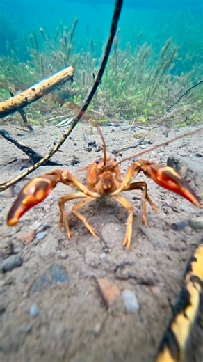 44K views · 541 reactions | Most people don’t know this about the...