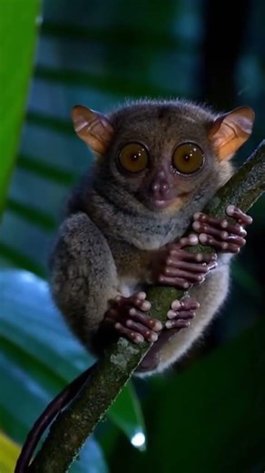 Epic Tarsier Sound 🌙🐒🔊