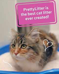 30 reactions · 7 comments | Have a cat?  Hate dealing with its litter? PrettyLitter is designed to solve for all the pain points of owning a litter box. | PrettyLitter | Facebook