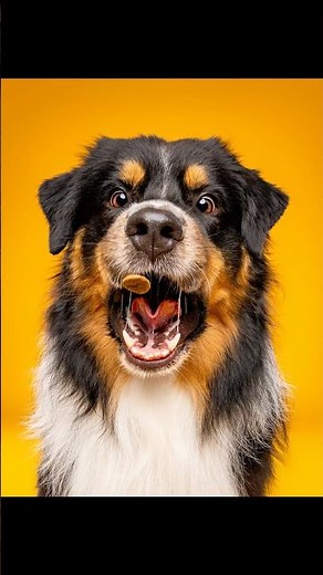 3 chiens, 3 photos, laquelle tu préfères ? 🐶 Partie 16 #chien #photographie #dogs