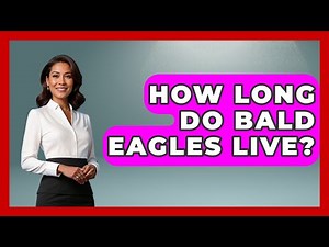 How Long Do Bald Eagles Live? - Bird Watching Diaries