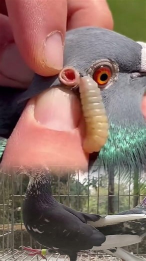Pigeon Botfly Removal 😱 | Satisfying Rescue & Treatment 🕊️ #animalrescue