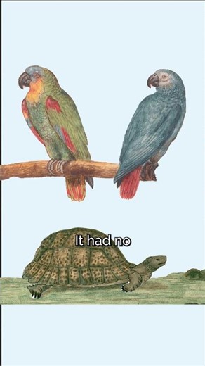 The Real Reason the Dodo Disapeared