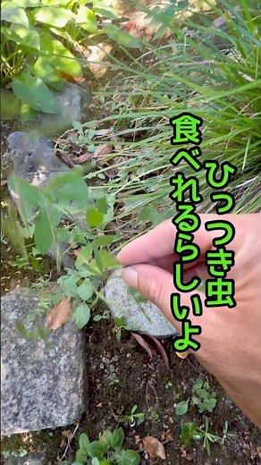 多年草のアレチヌスビトハギを抜くのを諦めて除草剤で枯らす#雑草 #草