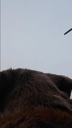 Retriever POV | The SHOT! #duckhunting #waterfowl #labradorretriever
