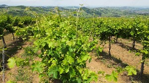 Europe, Italy , Oltrepo Pavia , Broni and Volpara drone view of countryside landscape with vineyards for wine production in Po Valley Appennines ( pianura padana ) - vineyards and lush nature
