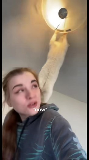 Funny Bagel Cat Reaction | Bagel No Video