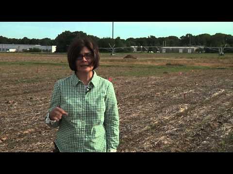 Grain Sorghum Planting