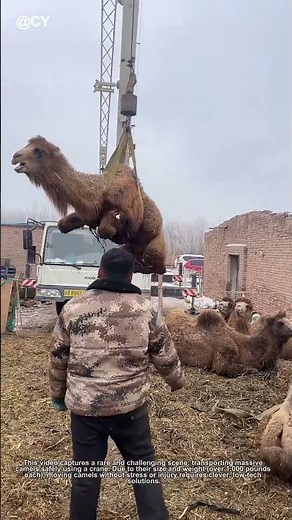 "Genius Camel Rescue! 🐫 How Workers Move Giant Animals Safely & Easy"