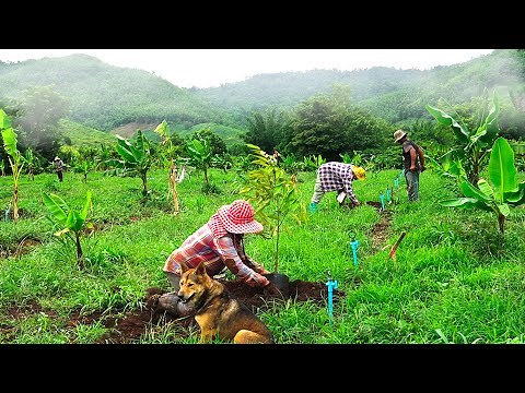 Step-by-Step Guide How to Planting Durian Trees for Beginners | ពៅវែង-Countryside Life