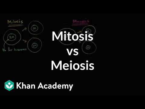 Comparing mitosis and meiosis | Cells | MCAT | Khan Academy