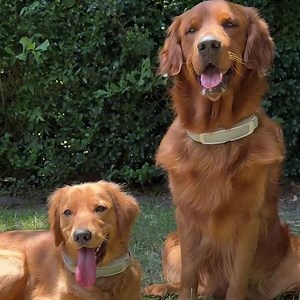 Introducing the all-new, full service Invisible Fence® GPS Collar Pro Series featuring expert set-up and certified training by the originators of pet containment: Invisible Fence® Brand. | Invisible Fence Brand