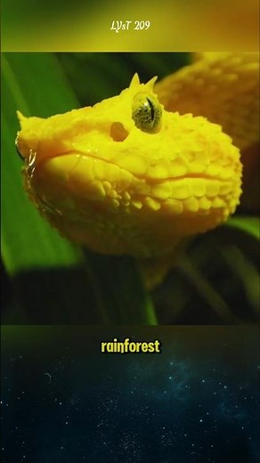 The Spiny Bush Viper, a symbol of Africa's biodiversity. #snake #animals